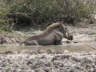 02 Phacophere Dans Son Bain De Boue